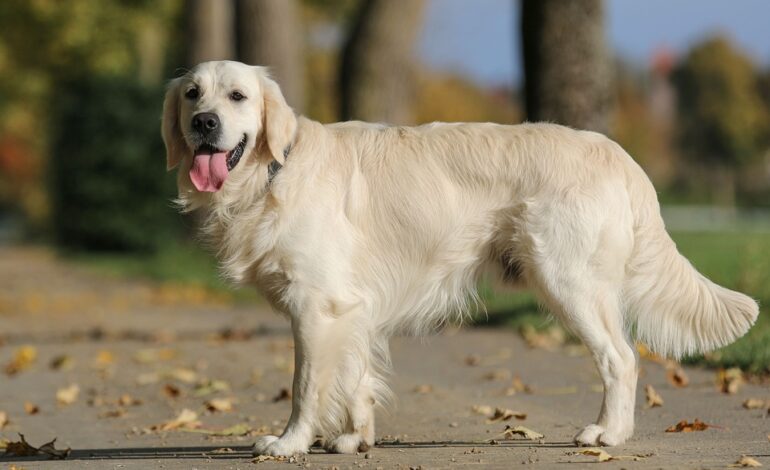 golden retriever